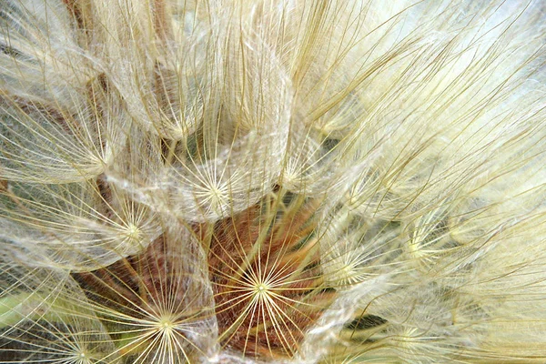 Sarı keçi sakalı Başkanı tohum