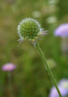 Alan scabious çiçek