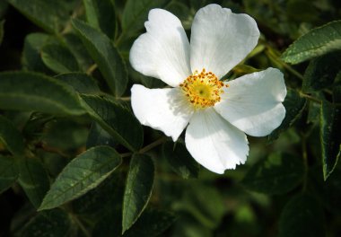 Köpek gül beyaz çiçekler