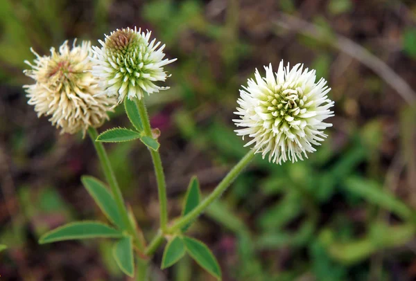 Trifolium montanum fehér virágokkal — Stock Fotó