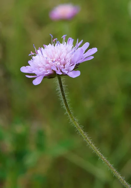 Květiny z pole scabious — Stock fotografie