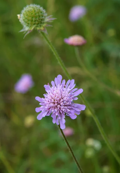 Květiny z pole scabious — Stock fotografie