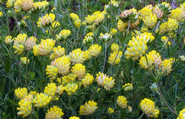 Trifolium cyathiferum à fleurs jaunes — Photo