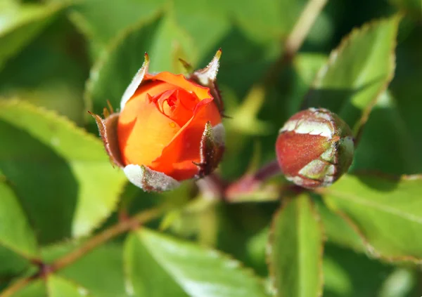 Orangefarbene Rosenblüten — Stockfoto