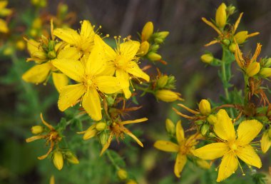 Hypericum perforatum bitki