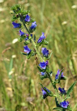 Echium vulgare mor çiçekler