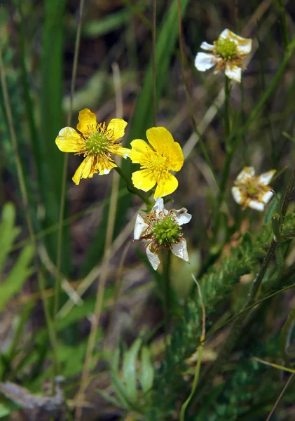 Обыкновенный лютик Ranunculus acris — стоковое фото