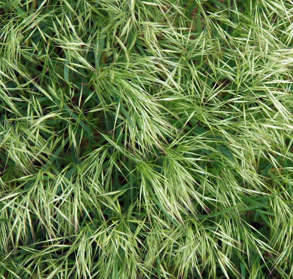 Textura de avena silvestre — Foto de Stock