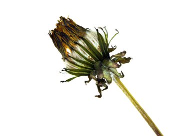 Preslenmiş ve kurutulmuş karahindiba