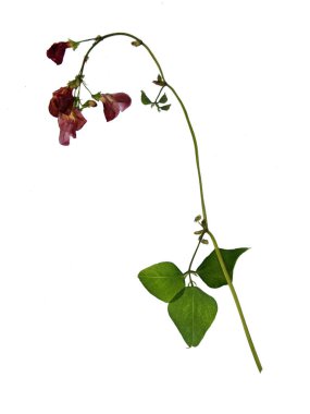 Scarlet runner Bean preslenmiş ve kurutulmuş çiçekler