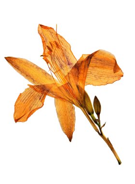 Sarımsı kahverengi Daylily preslenmiş ve kurutulmuş çiçeklerin