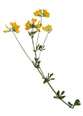 Kelebekotu preslenmiş ve kurutulmuş çiçeklerin