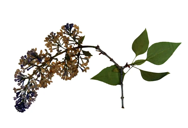 Pressed and dried flowers of common lilac — Stock Photo, Image