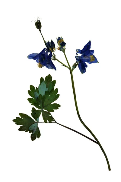 Lisované a sušených květin Aquilegia — Stock fotografie