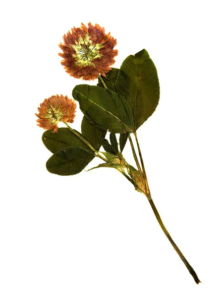 Lisované a sušených květů červený jetel — Stock fotografie