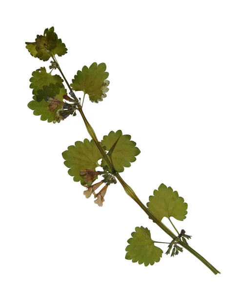 Flores prensadas e secas de urtiga morta manchada — Fotografia de Stock