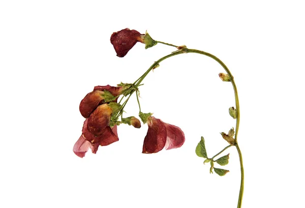 Flores prensadas e secas de feijão escarlate — Fotografia de Stock