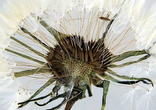 Ingedrukt en gedroogde paardebloem — Stockfoto