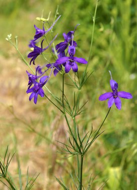 Çiçek Forking Larkspur