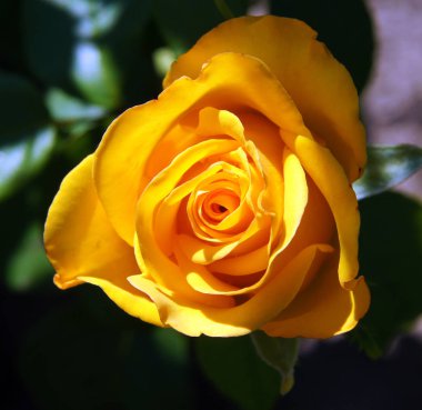 Sarı gül çiçeği.