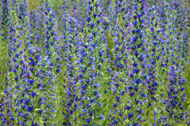 Echium vulgare mor çiçekler