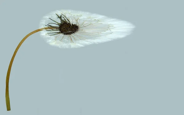 Löwenzahn mit einem flauschigen Samen — Stockfoto