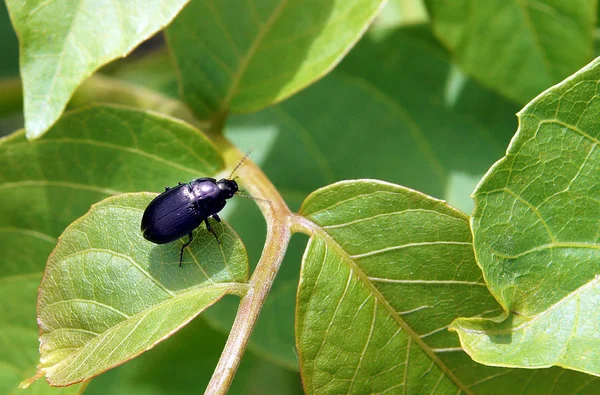 Un petit scarabée noir — Photo