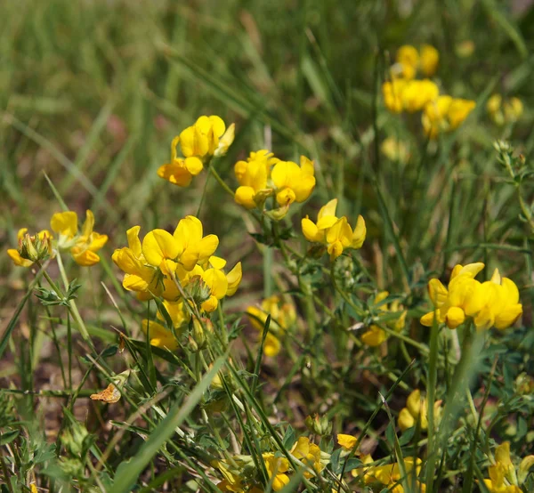 Квітучі жовтий Люцерн — стокове фото