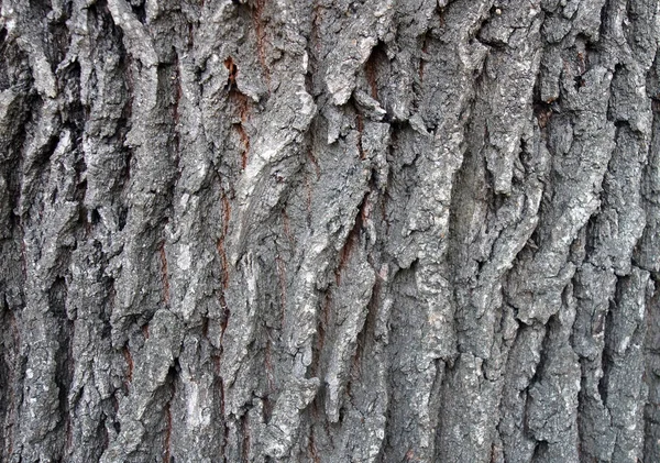 오래 된 오크의 나무 껍질 — 스톡 사진