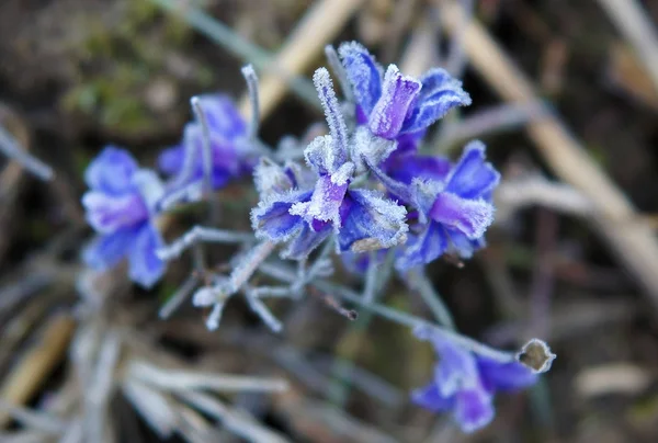 Donmuş su kristalleri