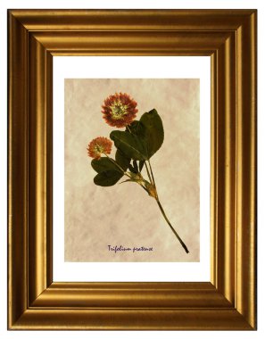 Kırmızı yonca preslenmiş ve kurutulmuş çiçeklerin