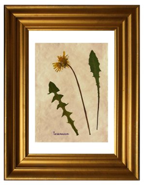 Preslenmiş ve kurutulmuş karahindiba 