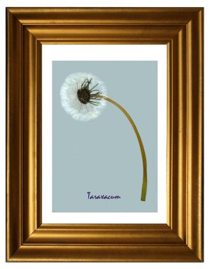 Preslenmiş ve kurutulmuş karahindiba