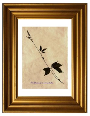 Yaprak ve kök asması