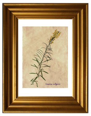 Ortak toadflax preslenmiş ve kurutulmuş çiçeklerin