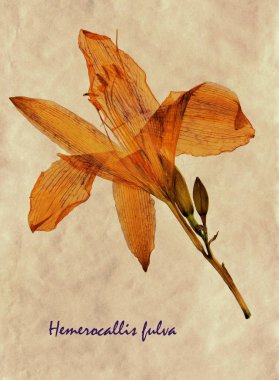Sarımsı kahverengi Daylily preslenmiş ve kurutulmuş çiçeklerin