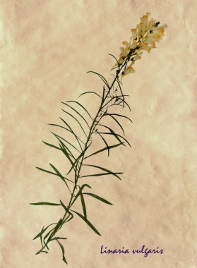 Pressed and dried flowers of common toadflax clipart