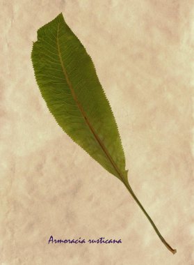 Preslenmiş ve kurutulmuş Horseradish