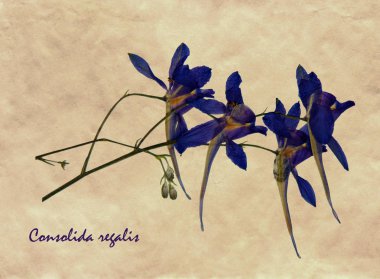 Larkspur Forking preslenmiş ve kurutulmuş çiçeklerin