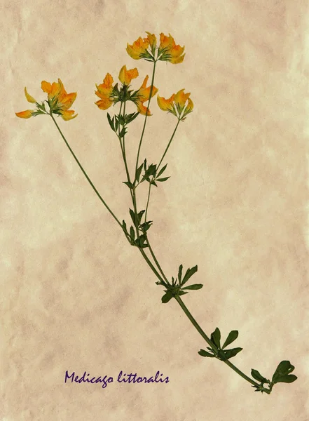 Flores prensadas y secas de medick — Foto de Stock