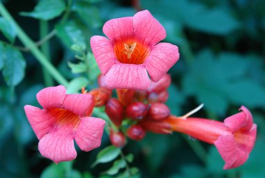 Güzel çiçekler Campsis 