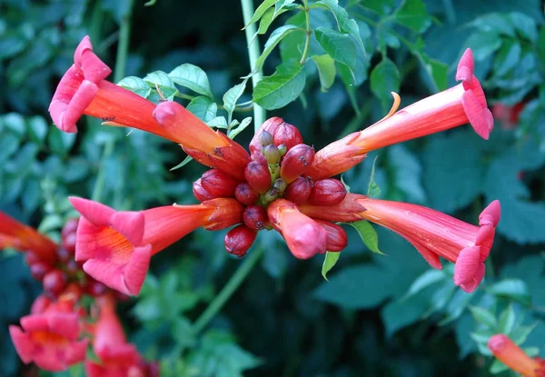 Hermosas flores Campsis — Foto de Stock