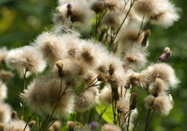 Sürünen thistle tohum
