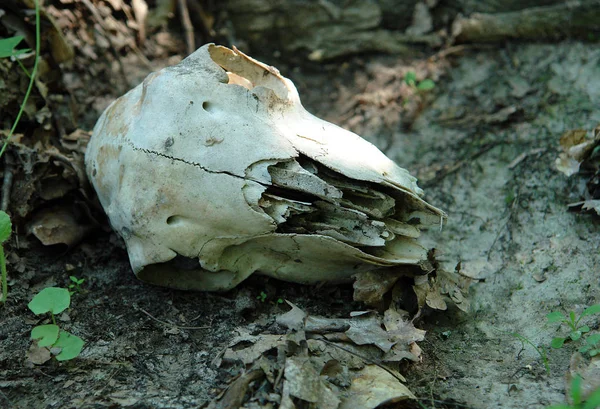 The skull of animal