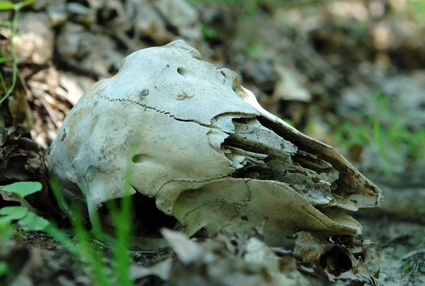 The skull of animal — Stock Photo, Image