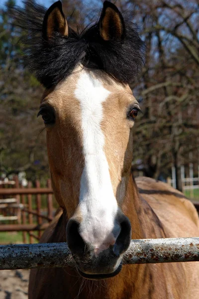 Hermoso caballo rojo — Foto de Stock