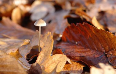 Uzun bir SAP ile küçük bir mantar