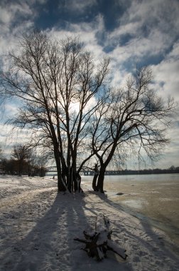 Ağaçlı kış manzarası