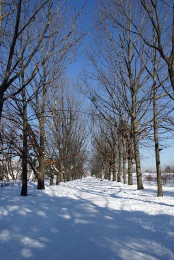 winter park sokakta