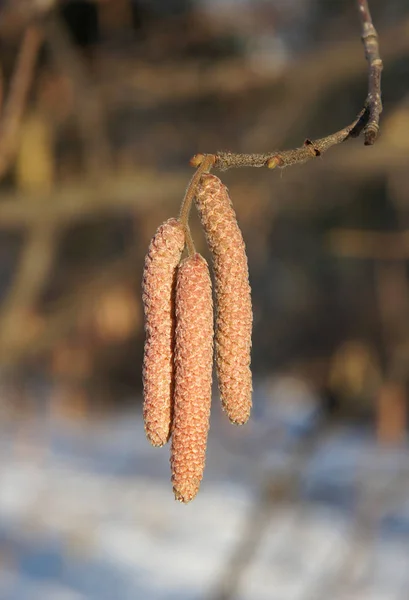 Jehnědy na společné hazel — Stock fotografie